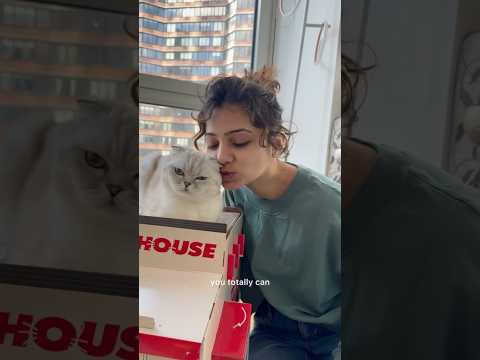 You Can Definitely Manipulate Me Always Kikicutekitty Iloveyou Cutecat Relatable Fypage