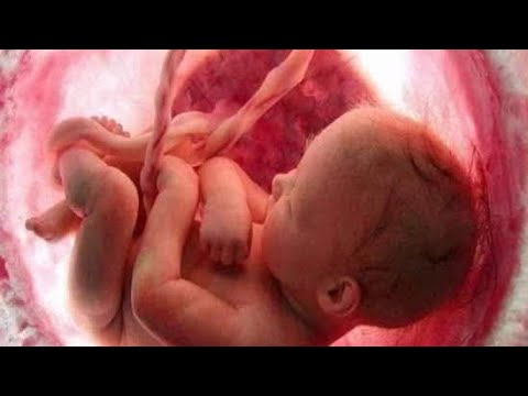 الى من يكون الانسان اقرب وراثيا من حيث الجينات الى الام أم الى الأب