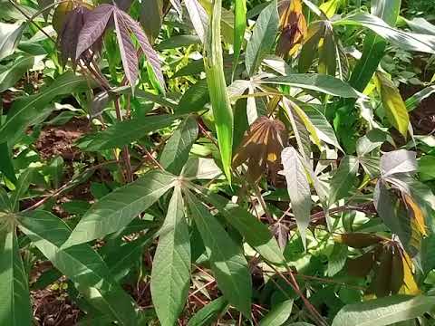 Jinsi Ya Kupata Mvuto Nyota Bahati Kazi Mahusiano Kupendwa Kwa Kutumia Mti Wa Muhongo