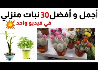  30 أجمل و أفضل نباتات زينة منزليه و عطرية و شجيرات زينة و فاكهة في فيديو واحد