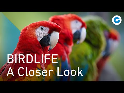 Birds Melodies Feathers And Flight Full Wildlife Documentary