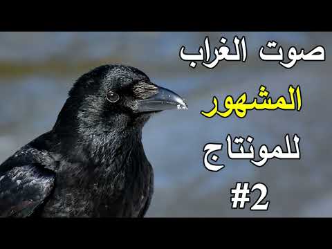 صوت الغراب المشهور للمونتاج صوت الغراب في الصباح Crow Sound صوت الغراب المشهور للمونتاج صوت الغراب في الصباح Crow Sound