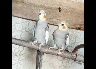  Cockatiel Singing Pink Panther Video