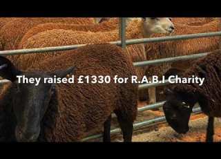 Clipping Gimmer Lambs