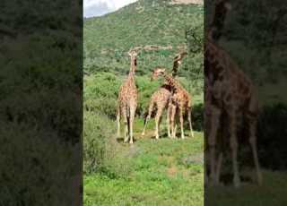Samburu Reserve Wildlife Kenya Viral Pucadaadventuresafaris Foryou