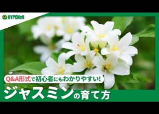 223 Q A How To Grow Jasmine How To Care For It To Bloom Healthily Every Year Also Learn How