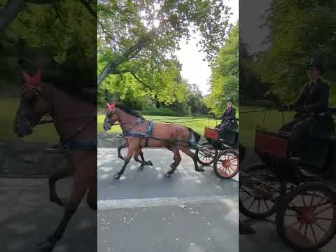 Experience The Charm Of Hobart With A Majestic Horse Carriage Ride