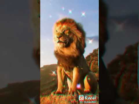 صور الاسود اغاني