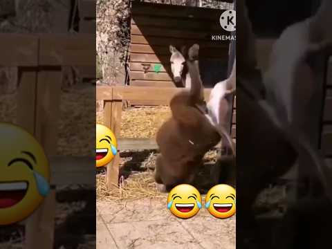 الحمار ده مسخره Shortsvideo Shorts