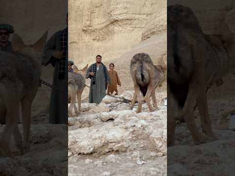 صيد الذئاب من قلب الجبال