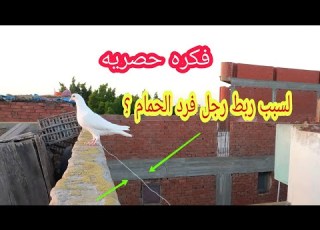  ليه بنربط رجل فرد الحمام
