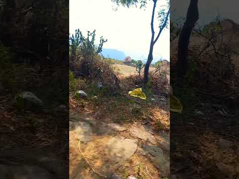 Shorts Karumalai Brammagiri Iyyasami Erangiyatchu