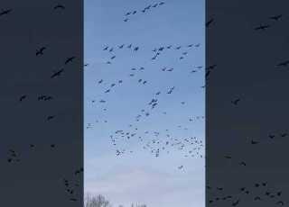  Il Y A Une Oie Blanche Dans Le Millier De Bernaches Oie Outdoors Duck Goose Hunting