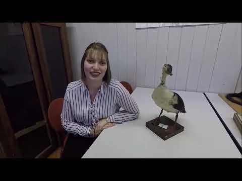 Le Développement Des Animaux