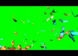  Capcut Butterfly Effect Green Screen Editing Overlay