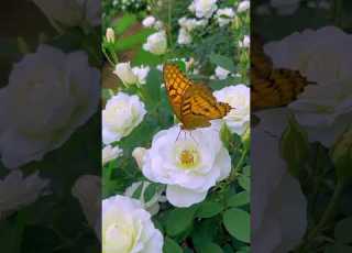  Nature S Perfection Gorgeous Waite Roses In Bloom