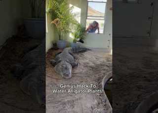 Genius Hack To Water Alligator Plants Shorts Alligator