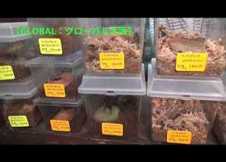  カブトムシ クワガタムシ専門店 INSECT SHOP GLOBAL 最強のクワカブを求めて第2話 Beetle Or Stag Beetle Videos