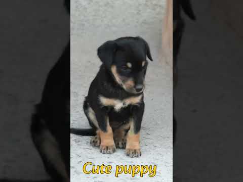 Baby Puppy Cute Street Dogs Puppy Status 34Mviral Shorts