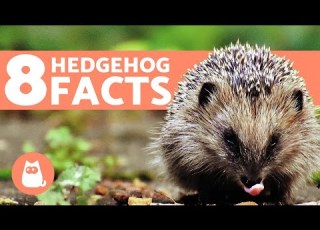  8 FACTS About Hedgehogs You Should Know