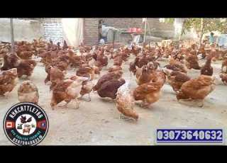 لوہمن براؤن مرغی انڈے کب شروع کرتی ہے