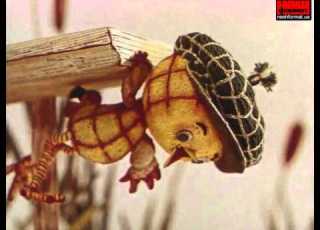 Курча в клітиночку