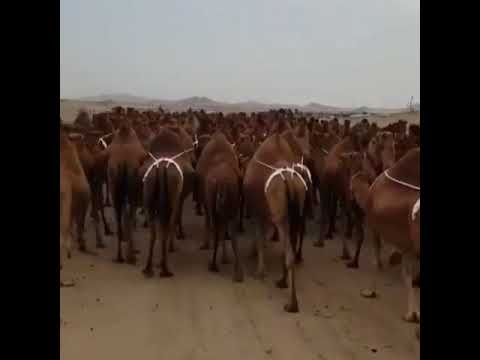 ٢٦ نوفمبر ٢٠١٨