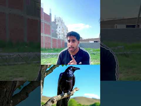 غراب بيقول الله Foryou Abandoned دويتو Funny Germany