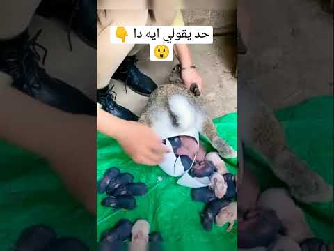 اغرب ولادة ارنب اشتراك تاريخ غموض