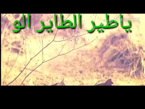 يا طير الطاير قلو بحبك