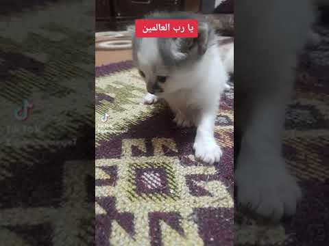 عبدون يوليو كريم عراقي عروض الحلو الزرقاء دعاء الاردن