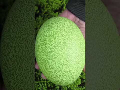 This Is What The Smallest And Largest Bird EGG Looks Like Shorts