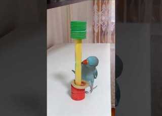 Bird Indianringneck Miculalexander Parrot Papagal Viral Funny Pasari Birds Parrotspeaking