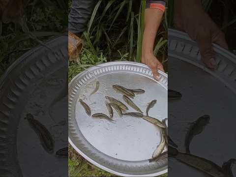 Bamboo Fishing Techniques Bamboofishing Fishingtechniques Fish Canal Fishingvillage Fishing