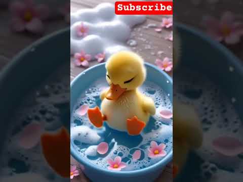 البط يقوم فرحان من النوم يغطس و يعوم إنتعاش البطة بطة Duck Ducks