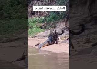 الفهد يصطاد تمساح حيوانات