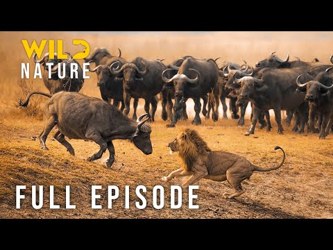 SERENGETI Battles For Survival Against Apex Predators FULL EPISODE Animal Documentary