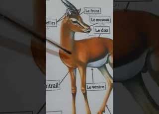  Les Parties Du Corps De La Gazelle 5ap