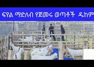  ፍየል ማድለብ የጀመሩ ወጣቶች ዱከም
