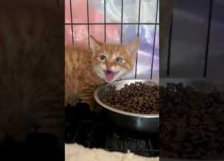 Funny Cats 2024 Cats Being Cats Episode 4343