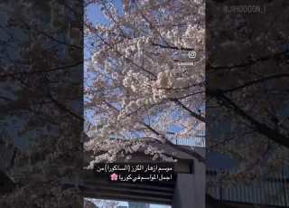  موسم أزهار الكرز الساكورا من اجمل المواسم في كوريا Travel Seoul Vlog Love Korea Kpop