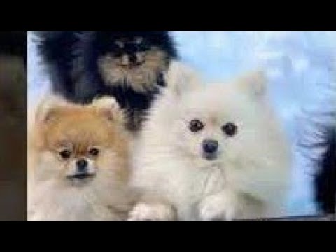 كلاب بومرينيان الجميله Beautiful Pomeranian Dogs Animals Dog كلب كيوت