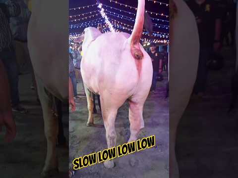 Slow Low Low Low Dance Music Dancer Song Love Jason Jasonderulo