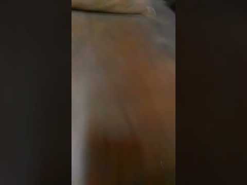 استمرارية قناة نايل كوميدي عيد سعيد عيد أضحى مبارك جديد 2017