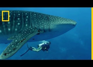  The Whale Shark The Largest Fish In The World