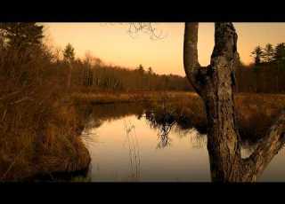 Dusk At The Marsh From Evening Birdsong To Midnight Peepers 5 1 Surround Sound