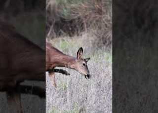  Deer S Hilarious Move