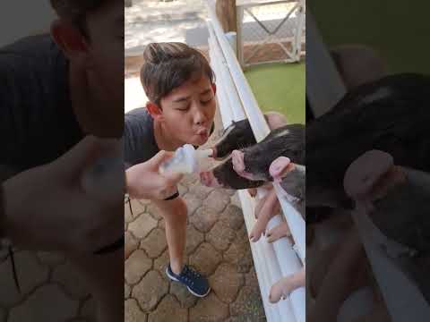 Give Me The Milk Aww Too CUTE JJaiPan Shorts Tiktok