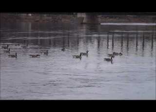  The Geese And The Train