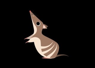 Bandicam Live Stream